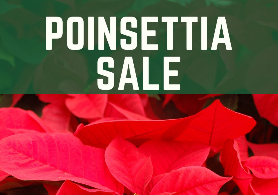 Poinsettia Sale Web Image (2)